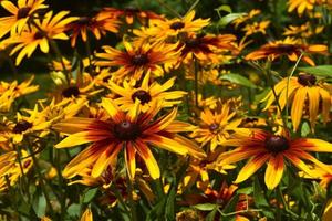 Gorgeous Poor Land Daisies Blooming in a Garden photo