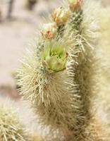 Blossoming Cholla Cactus in Joshua Tree California photo