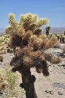 A Cluster of Cholla Cactus Tubercles in California photo