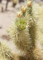 Flowering Cholla Cactus Garden with a Blossom photo