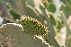 Fantastic Up Close Look a the Points of a Cactus photo