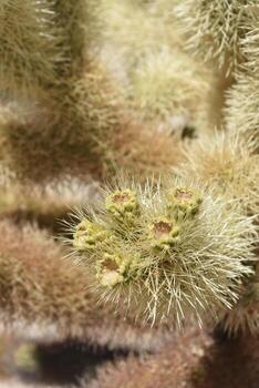 Cluster of Budding Flowers on a Cholla Cactus photo