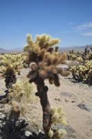 Beautiful Landscape with a Cholla Cactus in the Foreground photo