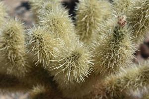 Pale Yellow Cholla Cactus in California photo