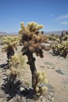 Breathtaking Cholla Cactus Against a Wonderful Blue Sky photo