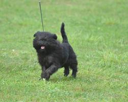 Smiling Black Affenpinscher Dog photo