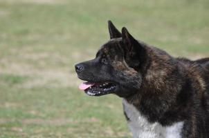 Profile of an Akita Dog photo