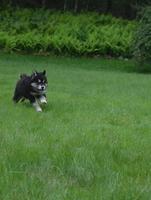 Really Sweet Alusky Puppy Dog Running in Green Grass photo