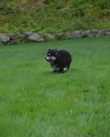 Running Alusky Puppy Dog in Tall Green Grass photo