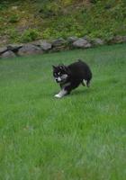 Alusky Puppy Running in Lush Green Grass photo