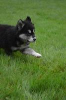 Running Alusky Puppy Dog in Thick Green Grass photo