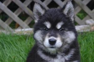 Sweet Expression on the Face of a Baby Alusky Dog photo