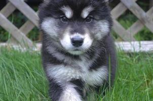 hermosa cara de un cachorro alusky blanco y negro foto