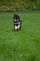 Beautiful Alusky Puppy Dog Running Through Green Grass photo