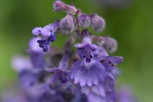 Beautiful Light Purple Catnip Flower Blossom Macro photo