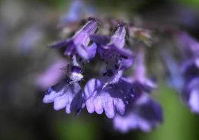flor de hierba gatera púrpura flor de cerca y hermosa foto