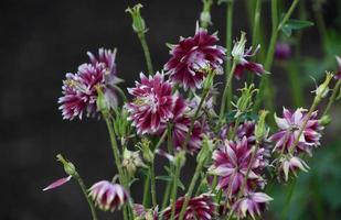 Blooming Red and White Double Columbine Flowers photo