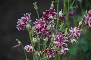 Pretty Red and White Blooming Columbine Flowers photo