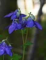 Amazing Blue Columbine Flower Blossoms in the Spring photo