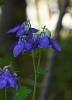 Pretty Blue Columbine Blossoms Flowering in a Garden photo