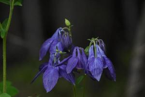 Striking Purple Columbine Flower Blossom Blooming in a Garden photo