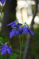 Very Pretty Flowering Blue Columbine Blossoms in a Garden photo