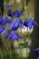 Very Pretty Columbine Flower Blossoms Blooming in a Garden photo