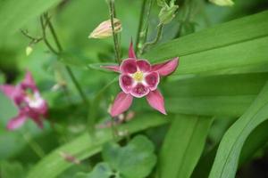 Pretty Pink Columbine Flower Blossom in Bloom in Spring photo