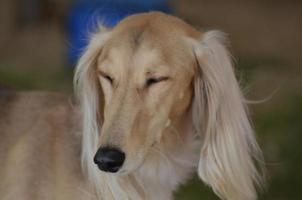 Sleepy Saluki Dog With His Eyes Closed photo