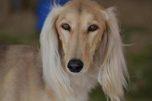 cara de perro saluki rubia foto