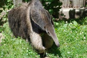 Wild Giant Anteater photo