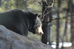 fantástico perfil de un oso negro sobre una roca foto