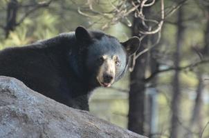 Black Bear with his Pink Tongue Peeking Out photo