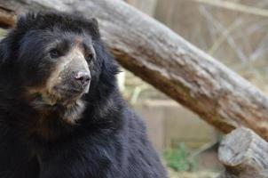 hermoso rostro de un oso negro salvaje foto