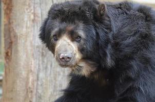 cara adorable de un oso negro americano foto