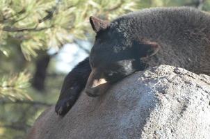 oso negro durmiendo encima de una roca foto