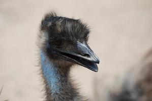 cabeza emplumada de un pájaro emú azul foto