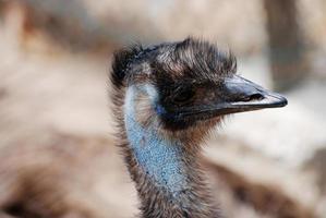 Feathered Face of an Emu photo