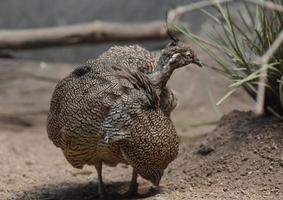 Pretty Pattern on the Feathers of an Elegant Crested Tinamou photo