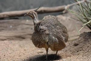 Wild Elegant Crested Tinamou with a Fallen Log photo