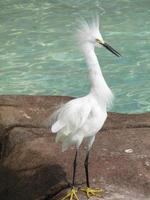 Tall Snowy Egret Bird by a Pool of Water photo