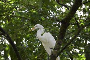 Great Egret Bird Sitting in the Top of a Tree photo