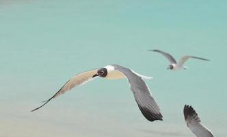 Laughing Gull Flying Over Tropical Ocean Waters in Aruba photo
