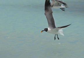 Laughing Gull with an Orange in His Beak Flying Over the Ocean photo