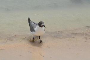 Gull Playing in Shallow Ocean Water on a Beach photo