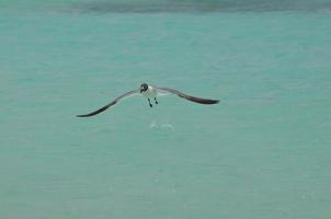 Laughing Gull Over Tropical Aqua Waters in Aruba photo