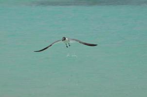 gaviota riendo sobre aguas acuáticas tropicales en aruba foto