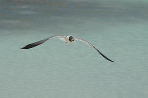 Laughing Gull Soaring Over Tropical Waters in Aruba photo