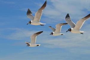 cuatro gaviotas risueñas volando juntas en el cielo foto