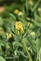 Gorgeous Close Up of a Budding Black Eyed Susan photo